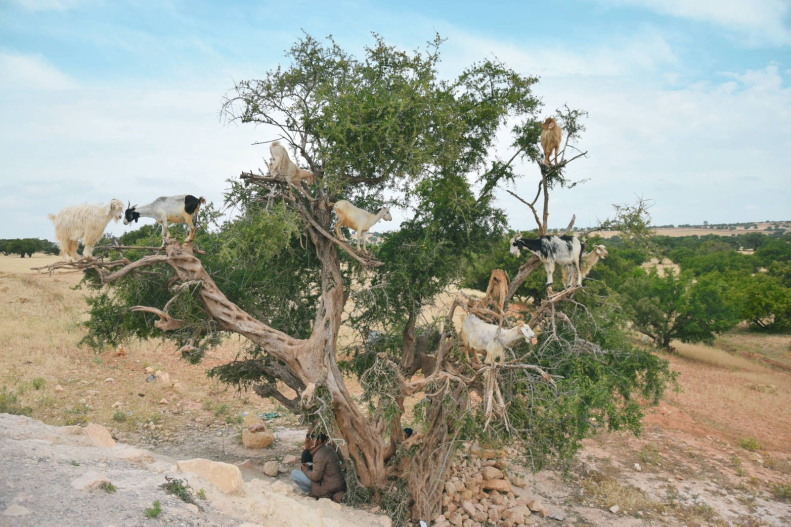essaouira2 Goats on trees on our way to Essaouira