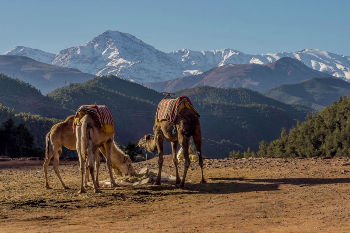 marrakech caml Day One: Departure from Marrakech and Atlas Mountain Crossing
