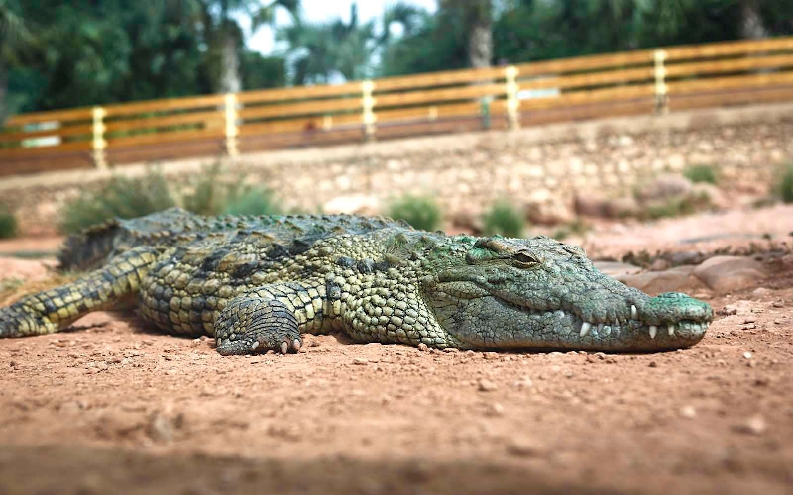 Crocoparc Agadir Crocodile Park: A Wild Experience