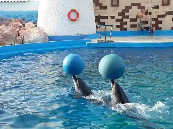Dolphin-show-in-Agadir Agadir Dolphin World: Marine Magic