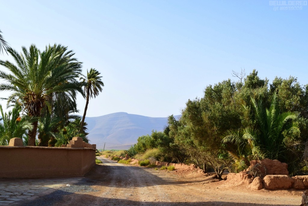 A road in oasis of Tighmert