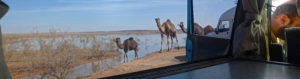 Barrage El Mansour Eddahbi camels