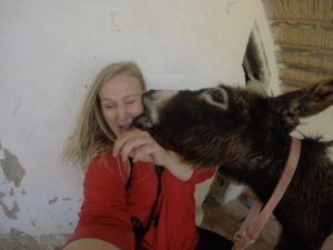 donkey kiss funny animal bite