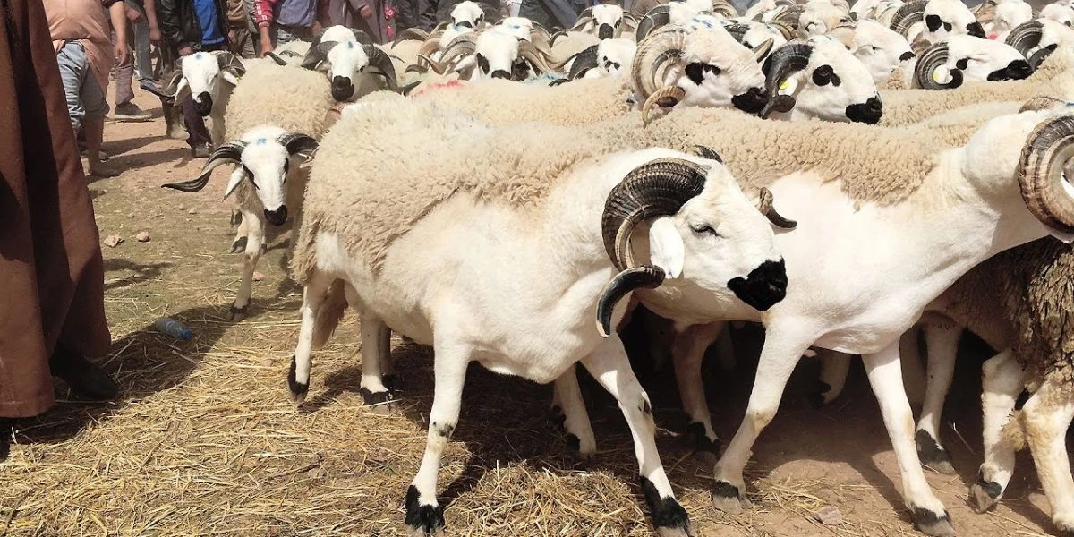 Eid al-Adha in Morocco